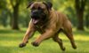 Bigger Dogs and Aggression: Discovering the Reality