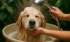 Pet Bath Water Conservation Tips for Every Home