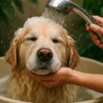 Pet Bath Water Conservation Tips for Every Home