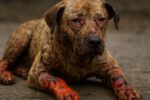 Burn Wound Care for Pets: Key Tips for Safe Recovery