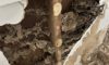 Termite Inspection Tips for Sydney Homes in Winter
