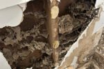 Termite Inspection: The Best Winter Timing for Sydney Homes