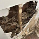 Termite Inspection Tips for Sydney Homes in Winter