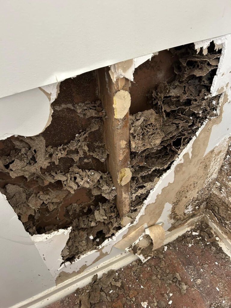 Termite Inspection Tips for Sydney Homes in Winter