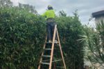 Hedging Plants: Low-Maintenance Options for Newcastle Gardens