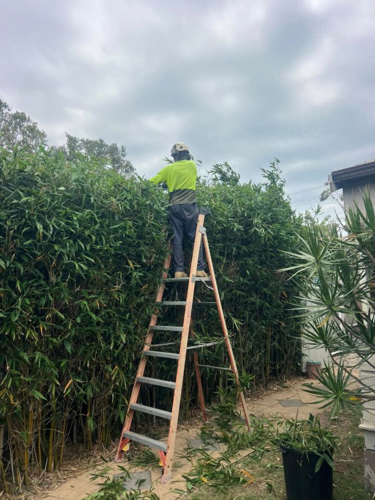 Hedging Plants for Newcastle Gardens: Easy Care Choices