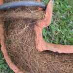 Tree Roots in Drains: Tackling Sutherland Shire’s Issue