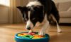Mental Stimulation Tips for Your Border Collie