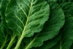 Slow Cooked Collard Greens Recipe for a Healthy Dinner