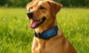 Solar-Powered Innovations: Eco-Friendly Gadgets for Pets