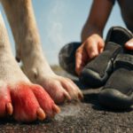 Pavement Safety Tips for Dogs: Essential Summer Advice