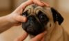 Essential Eye Health Checks for Brachycephalic Breeds