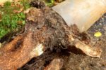 Tree Roots in Drains: A Persistent Wollongong Challenge