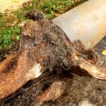 Tree Roots in Drains: Tackling Wollongong’s Ongoing Issue