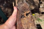 Clay Soil’s Hidden Threat to Pipes in Caboolture