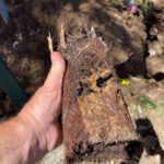 Clay Soil’s Impact on Caboolture’s Pipes