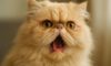 Care Guide for Respiratory Issues in Flat-Faced Cats