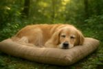 Eco Certifications for Pet Products: Their Importance Explained