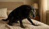 Arthritis Relief for Dogs: Top Home Remedies and Care Tips