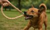 Hemp Leashes for Dogs: Durable and Strong Options Available