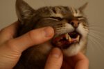 Teeth Brushing Kits for Cats: Key Tips for Oral Care