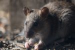 Rodent-Proof Your Home: Top Tips to Keep Rats Away