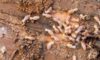 Termite Risk Management for Homes in Nsw Explained